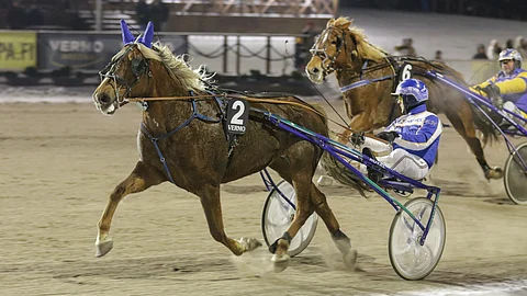 Tänä vuonna kun Tutun Impi ei ole laukannut, on se aina ollut kolmen parhaan joukossa.