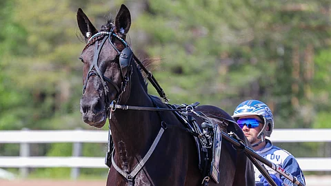 6-vuotias tamma Spritesine on ideavihjeen varma.