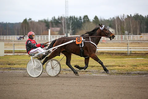 She's A Jedin alkuvuosi on ollut viimekertaisesta pettymyksestä huolimatta hieno.
