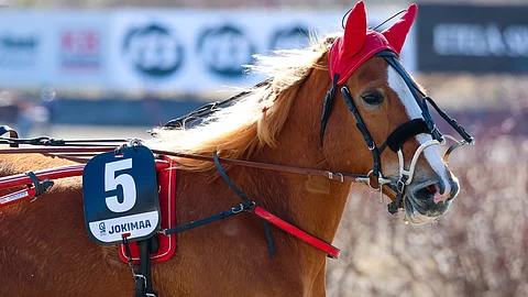 Mieletön Melinda hurmaa Killerillä.