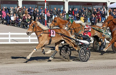 Suven Sametti näytti muille kaapin paikan KK-23 -lähdössä. Tapio Perttusen valmennettava hakee kesällä hattutemppua kuningatarkilvasta.