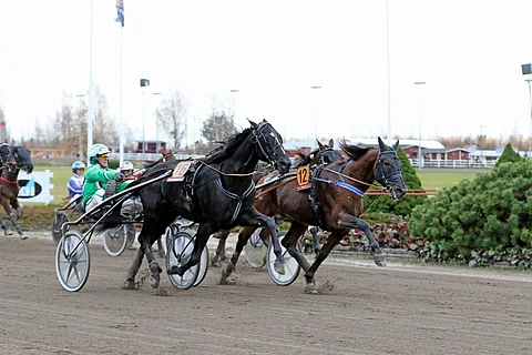 Viime syksyn St. Legerissä Consalvo kukisti kirikamppailussa Main Stagen. Kultaloimessa kilpailumatka on lähes yhtä pitkä, 2609 metriä.
