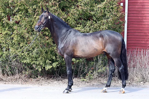 Carlow van de Helle, oritilaston ykkönen 33 tammalla.