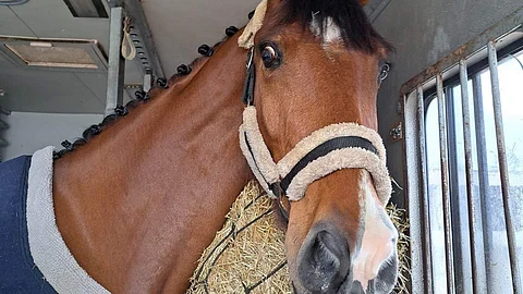 Uusi hevonen Sligo Castle Jagomar.