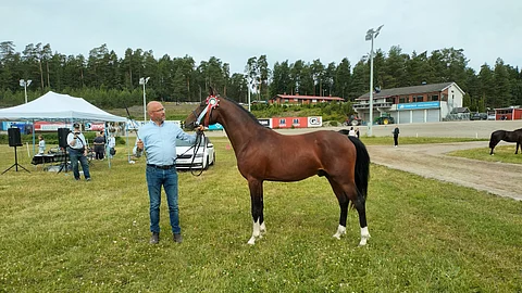 Tässä ei-suomenhevosoreista ainoa, joka ei tule joko Sammalistosta tai Helasuolta - Ähtävässä syntynyt ratsuponi Orbos Kawai. Kuvassa ori on omistajan Mia Karhun miehen Mikael Nylundin esittämänä.