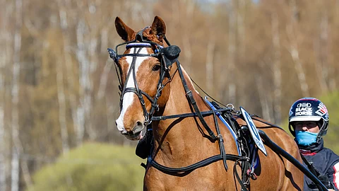 Pertturi/Roni Waarna jatkaa kauttaan Ylä-Savon Hippoksella.