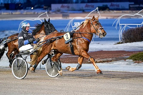 Juha Nurmisen ohjastama Kalistaja Kalle oli elementissään Seinäjoella.