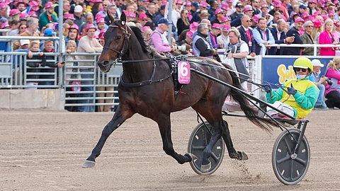 Vivid Wise As sai rehkimisestään laihan rahallisen palkkion.