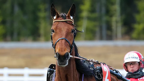 Very Gone Face nousee avauskohteessa pelihevoseksi.