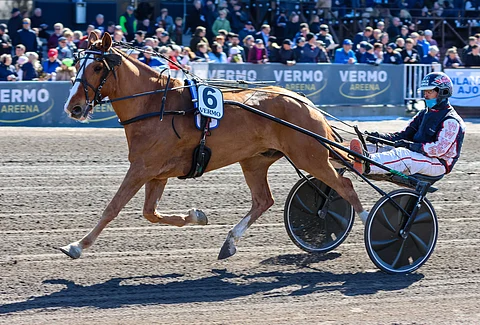 Pertturi kilpaili kuukausi sitten Vermossa valmentajansa Roni Waarnan ohjastamana.