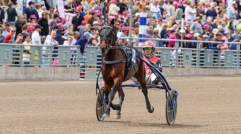 Piccadilly kilpaili viime toukokuussa Solvallassa ravatussa Sweden Cupissa.