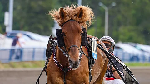 Pauhis on Olavi Nisosen silmäterä.