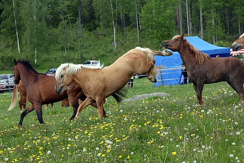 Voikko Kultakuningas omi kaverikseen lämminveriruuna Fast and Curiousin ja suojeli sitä mustasukkaisena muilta.