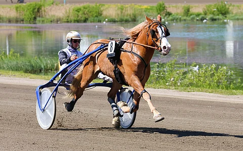 Stallone on kylmäveristen osalta Vieremän uusi rataennätyshevonen.