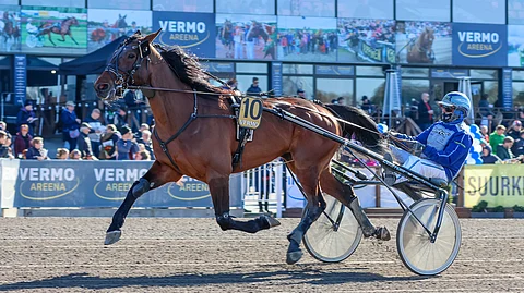 Vinci Powerille käy kaikki matkat. Tänään normaalimatkalla ruuna on ideavarma.