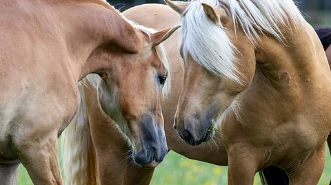 "Jos varsojen määrä tippuu vuosittain 15 prosenttia, niin mitä tapahtuu 2027 vuoteen mennessä suomenhevosvarsojen määrälle", kysytään suomenhevoskasvattajien mielipidekirjoituksessa.