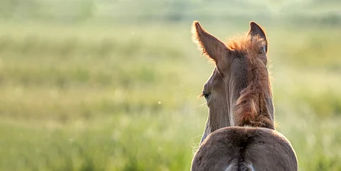"Mikään menestyvä ravimaa ei pärjää pelkillä tuontihevosilla", Kimmo Lampinen painottaa.