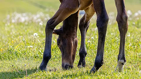 Varsa. Hevosen vakuutusturvan laajuus ja enimmäiskorvausmäärät on hyvä selvittää jo etukäteen. Asiantuntijan mukaan nuoret ravivarsat ja aktiivisessa kilpailukäytössä olevat ravihevoset vakuutetaan yleensä kattavasti.