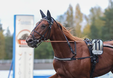 Cool Flame on menestynyt Kimmo Aholan valmennuksesta mainiosti.