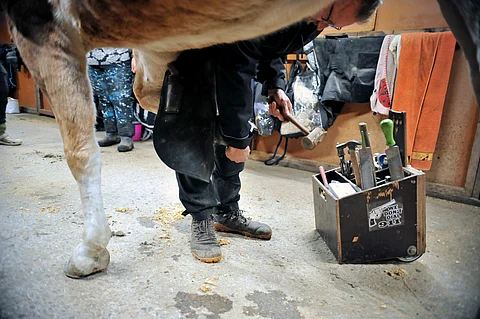 Talvisaikaan kengitys kannattaa tarkistaa tavallista useammin. Hokkien irtoaminen tai liiallinen kuluminen sekä naulojen rasittuminen voivat aiheuttaa kaikenlaista harmia sekä ihmiselle että hevoselle.