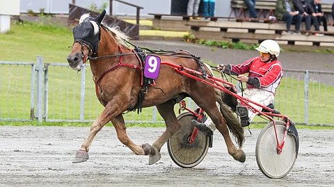 Veijo Lipposen omistama, valmentama ja ohjastama ori Singin Ruuti on voittanut tänä vuonna neljästi.