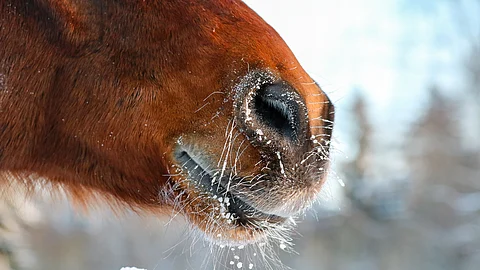 Hevosurheilun sosiaalinen lisenssi on tarkkailun alla.