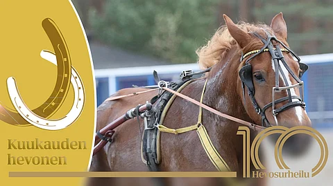 Neiti Sävel on yksi lupaavimmista kolmevuotiaista suomenhevostammoista koskaan.