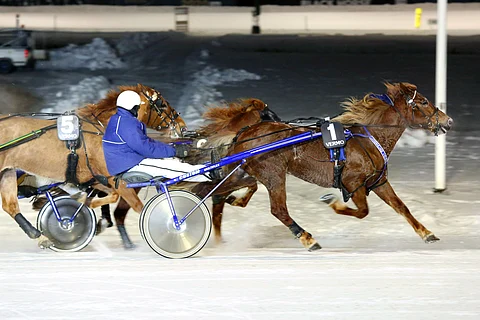 Luosalan Taistolla on kaikki tarvittavat ominaisuudet noustakseen ykköstasolle. Se on nopea, ravivarma ja vauhtikestävä ori, jonka kehityskaari näyttää ylöspäin.