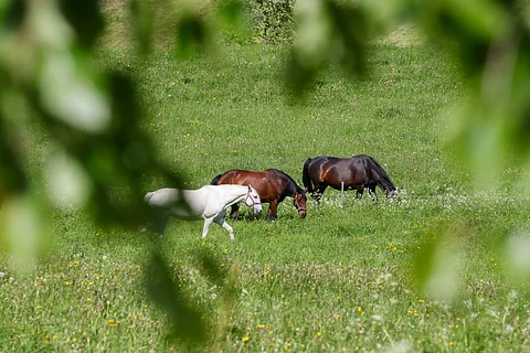 Kuvituskuva: Hevosia laitumella