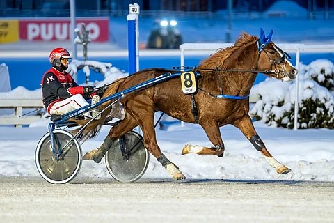 Jere Kiveinen on tärkeä osa taustatiimiä. Hän paitsi kengittää myös usein ohjastaa Kukkarosuon Kurkoa. ”Alkuun annoimme nättejä reissuja ihan tarkoituksella, kun halusimme rakentaa hevosta. Siitä varmaan Jerekin sai joskus jostain kuullakin, kun ei antanut hevoselle mahdollisuutta”, Pasi Teini sanoo ja toteaa Kiveisen olevan aliarvostettu ohjastaja.