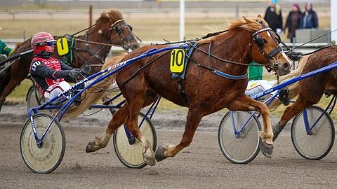 Pasi Teinin valmentama Vikken Eemeli on aloittanut kauden hienosti.