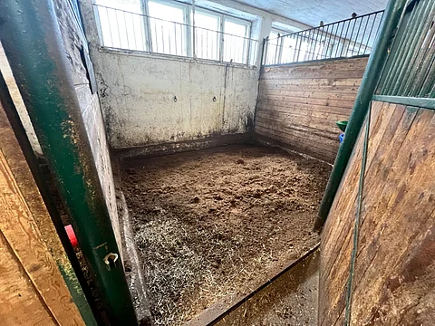 Turve on käytetty kuivike, mutta mikä olisi sille optimaalisin korvike?