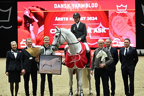 Holsteinsukuinen Ci Ci Senjor Ask valittiin Tanskassa vuoden oriiksi.