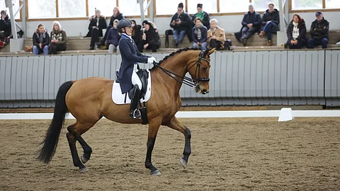 Stella Hagelstamin uusi GP-hevonen Kiss Me on nyt debytoinut tällä tasolla.