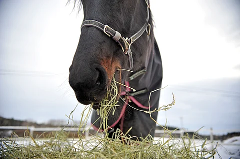 Heinätarjoilu on hevoselle paitsi ravitsemuksen ja kokonaisvaltaisen hyvinvoinnin perusta, yleensä myös merkittävä positiivinen vahviste.