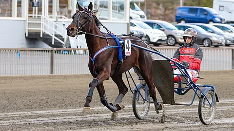 Ideavihjeen varma Lady Marinet on lahjakas nelivuotias.
