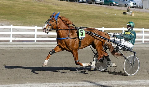Kukkarosuon Kurko tekee Kokemäellä 23. kesäkuuta paluun kilparadoille.