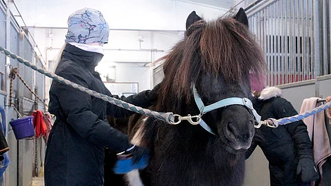Lapsille ja nuorille ponin hoitaminen opettaa vastuullisuutta. Kuva viime vuodelta Seinäjoen poniravikoululta.