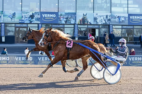 Stallone kilpailee Vårbjörken-lähdössä.