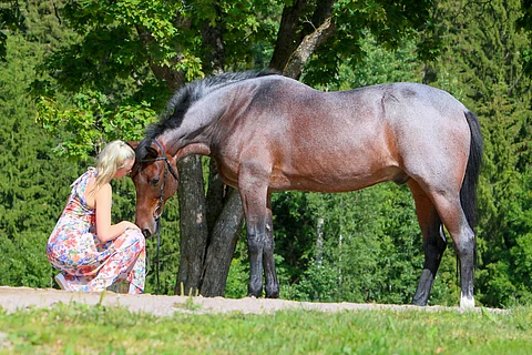 Moninkertainen ravien suurkilpailuvoittaja Womanizer S on nyt mallikelpoinen ratsu Matilda Kauhaselle.