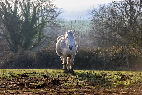 Lihava hevonen täytyy laihduttaa, sanoo eläinlääkäri.