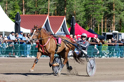 Raviurheilu hevosurheilu ravihevonen