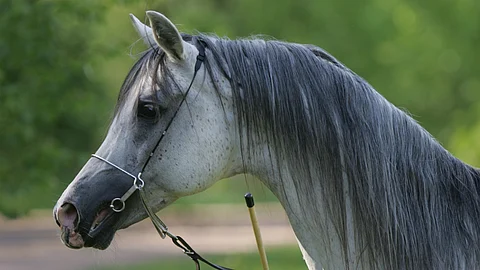 Wytok (Ecaho ox - Palas ox) lähti vihreämmille laitumille.