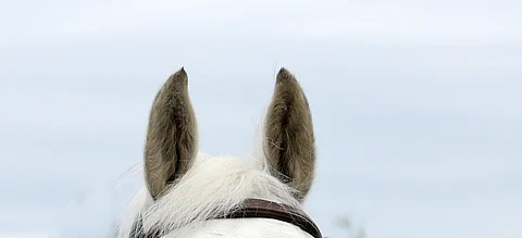 Hevonen kuulee eri lailla kuin ihminen ja se pitäisi eläinlääkäri Einola-Koposen mielestä ottaa huomioon tilanteissa, joissa hevosia käytetään.