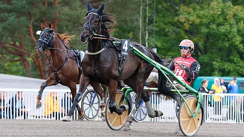 Sahara Dangerous on ollut kaikissa tämän vuoden sarteissaan neljän parhaan joukossa.