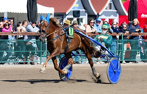 10-vuotias Parvelan Retu on kiilannut suomenhevosten kaikkien aikojen rahatilastossa jo neljännelle sijalle.