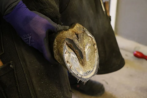 Harjoitus tekee mestarin. Kengitettävästä hevosestakin.