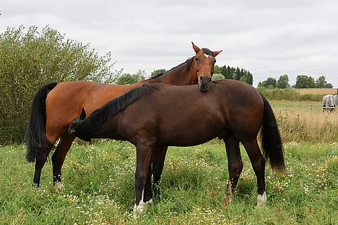 Minna Niemisen Del-varsat kasvavat laumassa, jossa on monen ikäisiä hevosia.