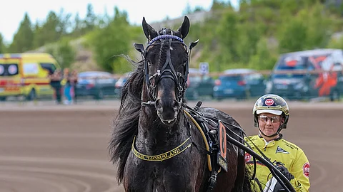 Grislefaksen G.L. on ollut kerran toinen ja kerran voittanut Pohjoismaiden mestaruuden.