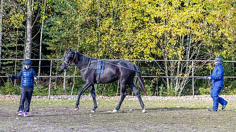 Getsu Combo on Jarkko Ristimäen mukaan iso ja fiksu varsa. Jarkko ja    Reetta Ristimäki hoitavat kahdestaan kaikkien tallin hevosten opetuksen.